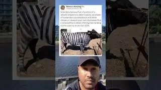 Scientists believe that a function of a zebra&rsquo;s stripes is to deter insects, so a team of