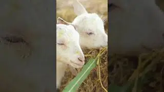 &iquest;ES RENTABLE CRIAR CABRAS? ESTO ES LO QUE DEBES SABER