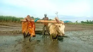 Framar cultivate agriculture land using Bullock using framing agricultural BUllock power videos
