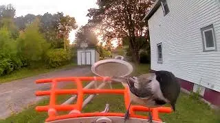 Chickadee Sounds, In Slow Motion Too!