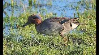 Waterfowl Hunting 2024 Pakistan /Green winged Teals Duck Call / Murghabi Ka Shikar