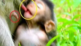 Pity new baby Timo look so tired | Poor new baby hungry milk want to get milk mom Tima|