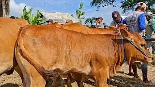 6.500✅️PESONA CALON INDUKAN SUPER||harga miring ||pasar sapi kerek