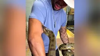 Schlangen-Profi wird gleich mehrfach von Anaconda gebissen &ndash; und geht viral