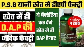 खेतों मे DAP बनाने वाला बैक्टेरिया PSB | Benefits of PSB | Liquid Biofertilizer | IFFCO DAP | Urea