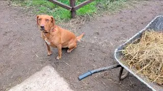 Hope Loves Being A Farm Dog, Vlog 28.12.25