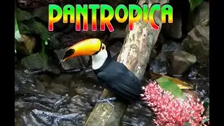 Pantropica Luttelgeest Netherlands