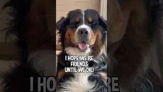 My Dog Has a Message for Your Best Friend 😂😂😂 | audio by @adrioxas on TT