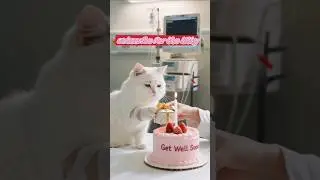 🐱💕 HEALING WHITE KITTY - Send love to this brave little fighter! 🏥✨