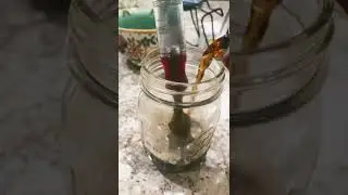 Attempting to remove rust from a chisel with Coke.