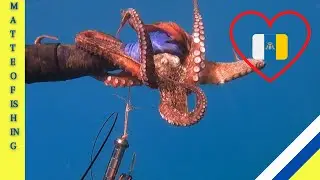 Pesca Sub - Polpo a Gran Canaria