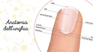 Vediamo l'ANATOMIA dell'unghia