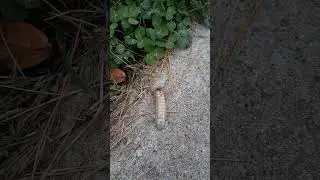 Green June Beetle larva crawling along. #junebeetle #grub #larva