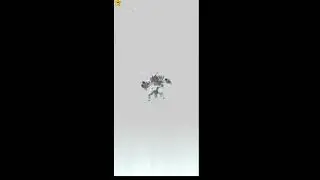 Wimpod evolve into Golisopod #pokemon #pokemongo #trending