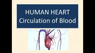Human Heart/Circulation of Blood in Human with pdf notes
