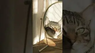 Why do cats sleep in the sun?