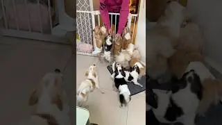 Everyone wants to go with mommy 😍 #shortvideo  #shorts  #dogshorts #chihuahua #myvideo #shortclip