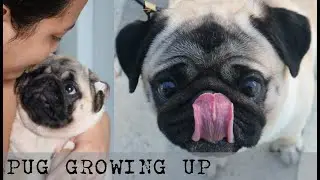 PUG GROWING UP | PUG PUPPY TRANSFORMATION FROM 4 TO 45 MONTHS