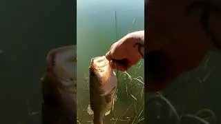 Suelta bass postfreza 2