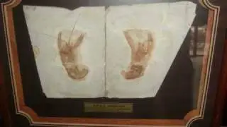 The Fabulous Chinese Fossils--- Chaoyang Liaoning Province china organism fossil