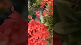 Santana the most beautiful flowers