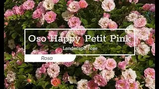 30 Seconds with Oso Happy&reg; Petit Pink Rose