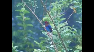 Birds of Sinharaja Forest, Sri Lanka