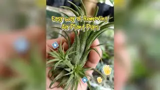 Air Plant Propagation: Removing Air Plant Pups from their mother plant | Genda Vica Celeste - Busano