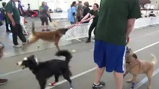 Team Tink V Team Ethel