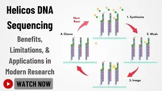 Helicos Sequencing: Steps, Advantages & Applications | DNA Sequencing Without Amplification?