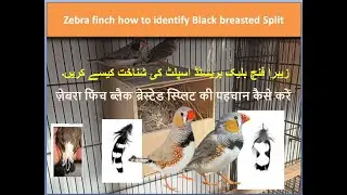 Zebra Finch Mutation Identify Black Breasted Split | Finches | Finch breeding setup | Birds | Pets