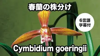 【春蘭】株分け