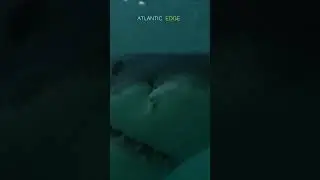 JAWS 50 years on