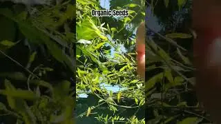 LIFE #dancingtree #Pranajeewa #organicseeds #wegrowsrilanka #reallifesrilanka #reallifeorganicgarden