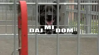Daj mi dom - Nero, Ciapek i Rambo