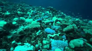 Colors of Bleaching Corals