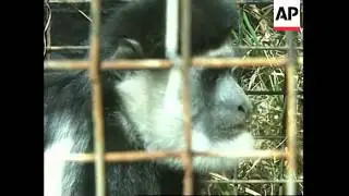 KENYA: PLIGHT OF THE COLOBUS MONKEY