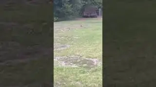 Bunny&rsquo;s running 🏃&zwj;♂️ fast fast fast!!!!