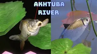 BUFFALO & WILD CARP SILVER FARM SPOT Akhtuba River RF4