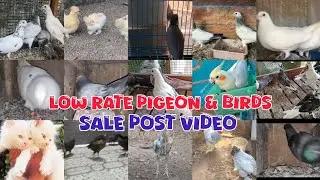 🤍Birds❤️Cat💗Fancy Pigeon😘Real sale💖nadan real sale kerala😁new sale post video😍real farm🤑Cat sale😘