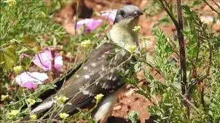 &Kappa;&iota;&sigma;&sigma;ό&kappa;&omicron;&upsilon;&kappa;&omicron;&sigmaf; (Clamator glandarius) - Great spotted cuckoo