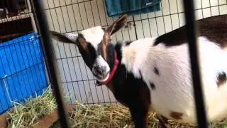 Yawning through early labor...