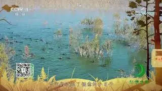 《秘境之眼》 普通鸬鹚 20211229| CCTV