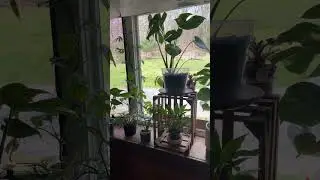 Bay window refresh🌱🪴❤️#houseplants#plants#plantmom#shorts#shortvideo#plantlover#indoorplants