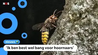 Groot wespennest bij basisschool in Graauw