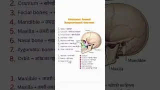 Human Head Bones | Important Anatomy Terms (Hindi)