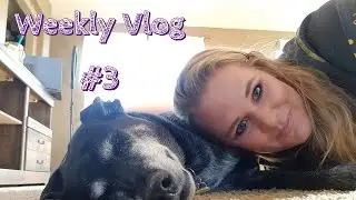 Weekly Vlog #3 (July 31st - Aug 5th) Disney Trip Planning | Frisbee Golf | Barbeque