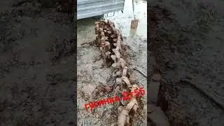находки, Гусянка Дт55