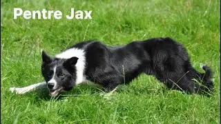 Pentre Jax. By Tanhill Glen (Kevin Evans) and Lass. Available at stud