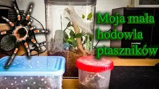 Moja hodowla ptasznik&oacute;w - Cyber Terrarysta